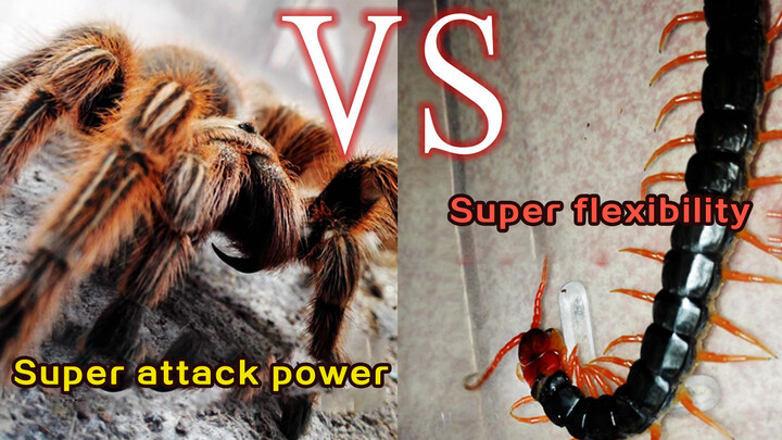 [Động vật]Rết dài vs nhện Tarantula