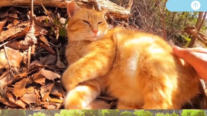 Who dares to smell it? What is this golden fragrant croissant kitten?