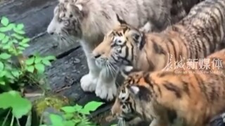 A tourist's mobile phone fell into the tiger park, and the staff helped pick it up. The four little 