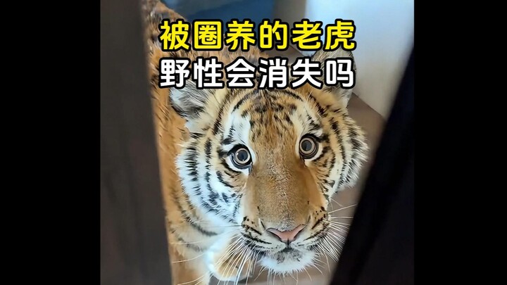 Beberapa fakta menarik yang jarang diketahui tentang harimau