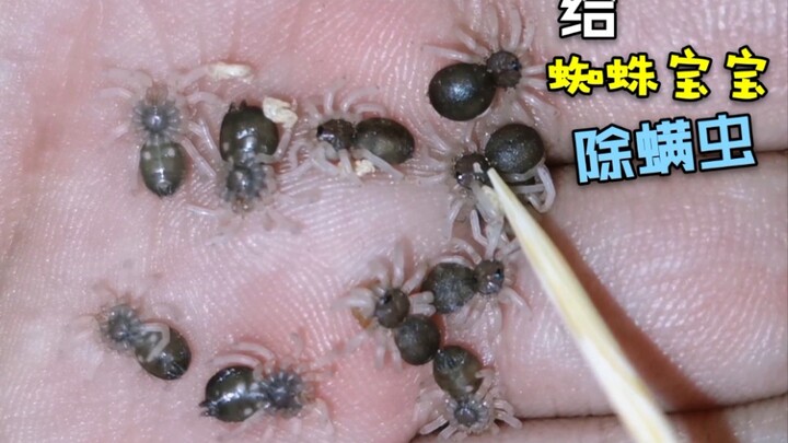 Membersihkan tungau dari bayi laba-laba, ditaruh di telapak tangan malah keliatan imut! Lucu banget～