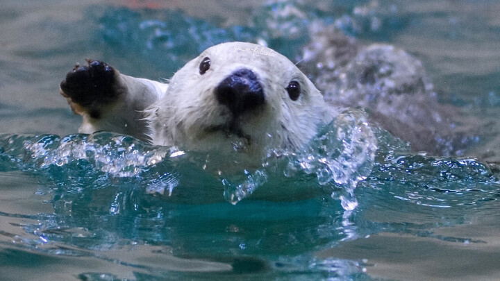 As the sea otter, ranked fifth on the cutest-animal list, it’s just adorable to the core～