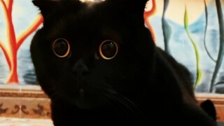 啊！原来猫咪也是有星座的！你家宝贝啥星座？