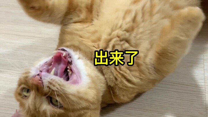 Kehidupan sehari-hari kucing yang membingungkan: kasur kucing seharga ratusan yuan nggak mau dipake,