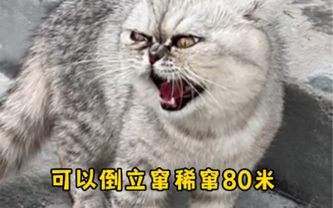 As the number one on my list, I can do a handstand and sprint 80 meters.