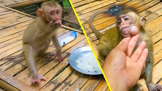 Very messy girls Toto & Yaya are happily eating sticky rice  Toto hide some rice in her cheek so big