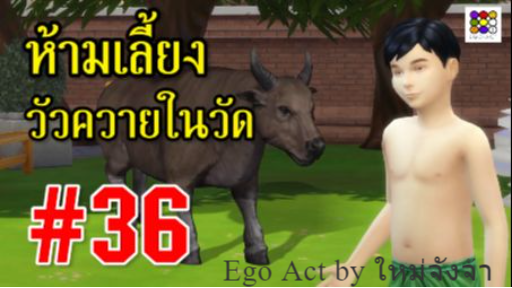 ห้ามนำวัวควายไปเลี้ยงในวัด #36 _ #ข้อห้ามโบราณ บุพเพสันนิวาส พรหมลิขิต _ อีโก้แอค