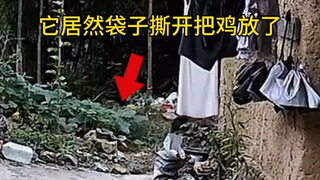 救鸡一命，胜造七级浮屠。狗子，你虽然背叛了你家主子，但心地还是善良的😅😅