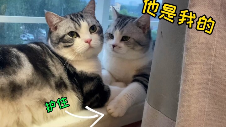 Aku malah harus bersaing dengan seekor kucing demi perhatian?! Kucing yang suka sama kucing lain ter