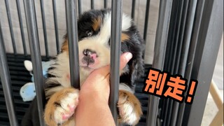 Bagaimana rasanya jika Anda memiliki Anak Anjing Bernese Mountain yang sangat manja?