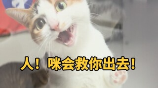 What's it like to have a cat that never spoils the fun?