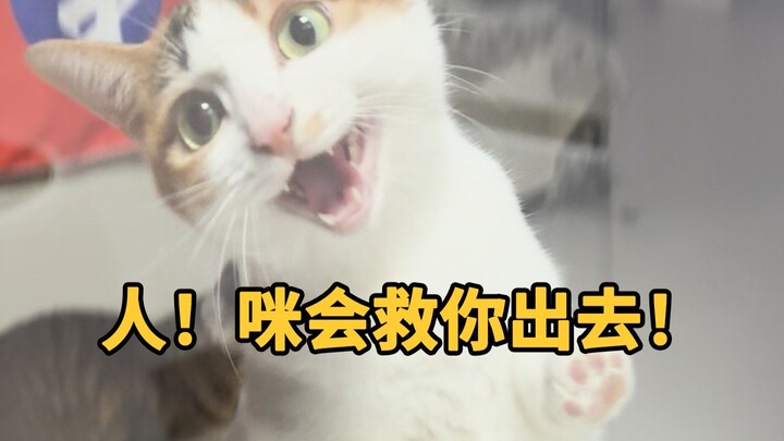 Bagaimana rasanya memiliki kucing yang tidak pernah merusak kesenangan?