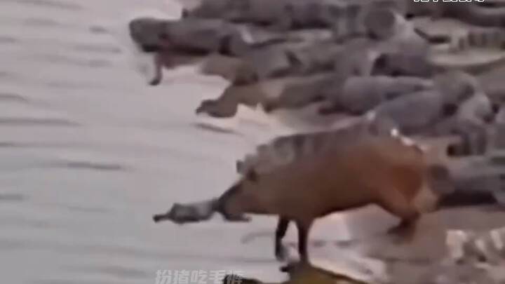 Semua hewan punya sifat liar—hati-hati kalau bertemu mereka di alam liar: “Kapi Bara” Cerpelai Air!