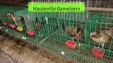 Hauzeville Gamefarm Broodhens....