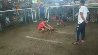 alimbuyugin 2x w