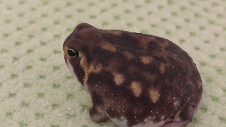 【Animal Circle】Bushveld rain frog reacts to having butt cleaned.