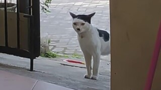 Butuh hiburan? lihat video hewan lucu yang bikin saya juga ngakak | Kucing paling imut