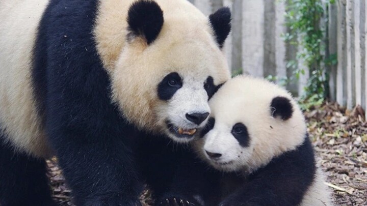 Hua Hua doesn't know how to climb trees, enrages her cousin! Eventually her cousin calms down and starts consoling Hua Hua.