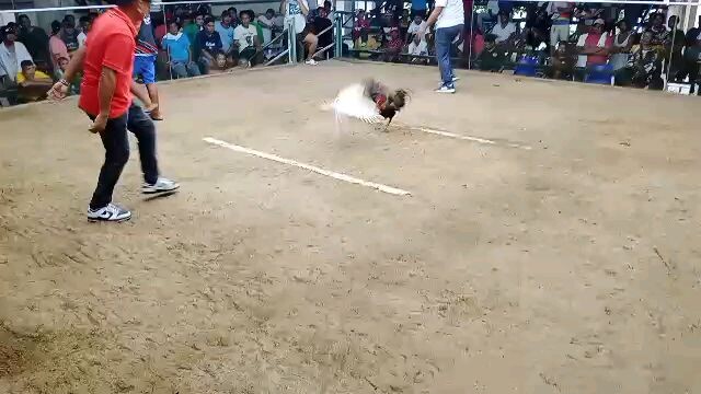 ZCCA