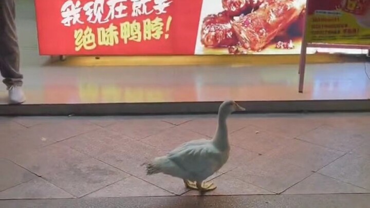 Niềm vui và nỗi buồn của động vật không giống nhau