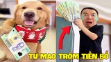 Thú Cưng Vlog | Tứ Mao Ham Ăn Đại Náo Bố #10 | Chó thông minh đáng yêu | Smart dog funny pet