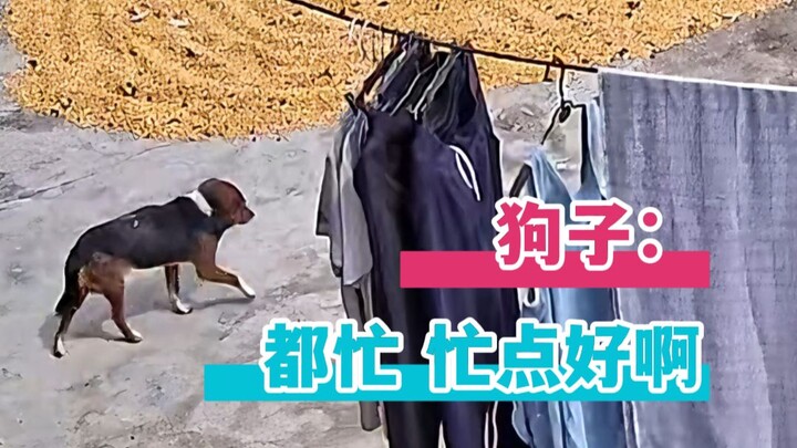 Doggy: Everyone’s busy—being busy is a good thing!