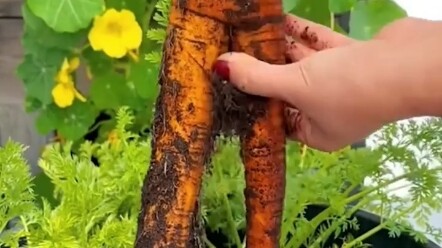 Củ cà rốt kỳ lạ...