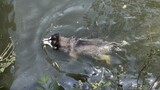 [Hewan]Anjing yang Berenang