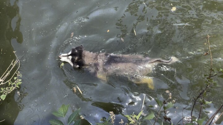 [Dog] What is this thing?