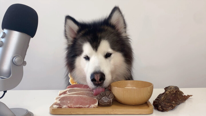 [Animal] Alaskan Malamute | Frozen Pork Liver & Other Food