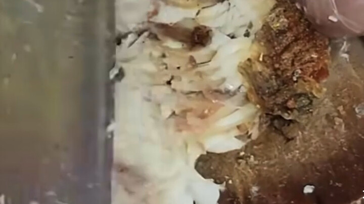 Thailand's Popular Street Snack: Boneless Grilled Fish