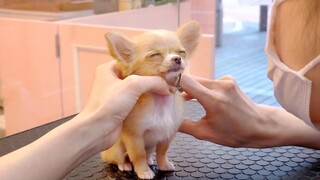 Is this the puppy with 8 million views on YouTube? I bet you've never seen such a well-behaved Chihu