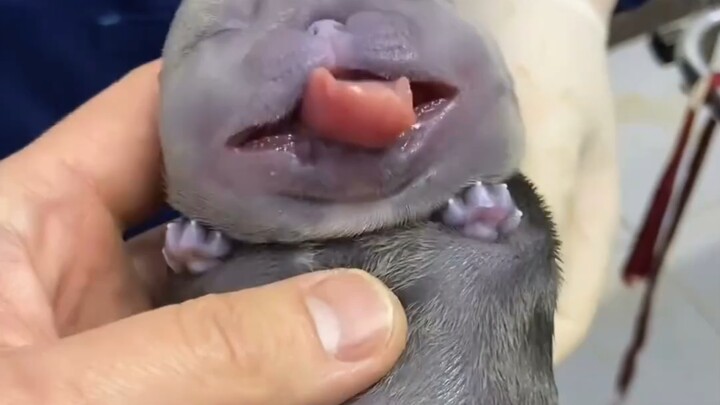 What kind of creature’s baby is this?