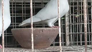 Giant DOVE BREADEAR #ERIC QUIWA LINE