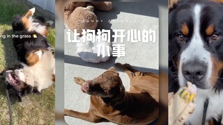 能让狗狗开心的小事🥹