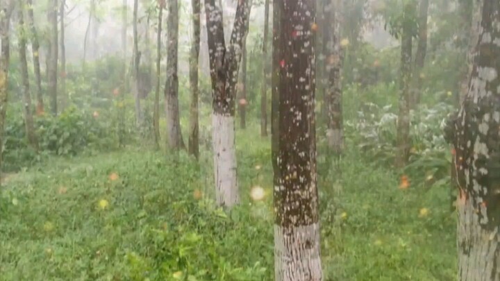 🌧️💚 A Peaceful Rainy Day in Nature | 雨中的宁静自然 | বৃষ্টিভেজা সবুজের মায়া 🌿☔