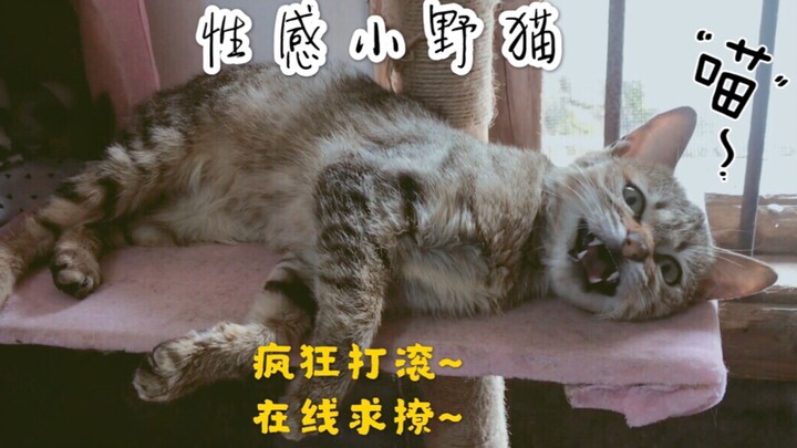 When the little stray cat gets a whiff of catnip...