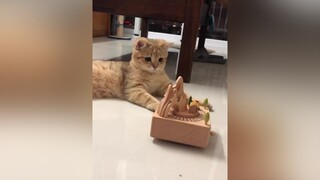 Bí “nâng niu” đồ chơi của Bí lắm nhé 🤣🤣 bidomeomeo meo meow meomeo cat catsoftiktok catlover mèo meocute cute meomeo catlove