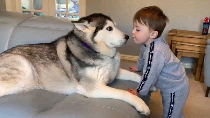 [Mili] When the baby is at their saddest and most bored, they’ll go looking for a hound’s hug! [Try 