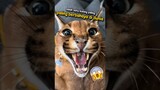 Kucing Caracal Sebagai Salah Satu Kucing Paling Berbahaya di Dunia 😱‼️ #shorts