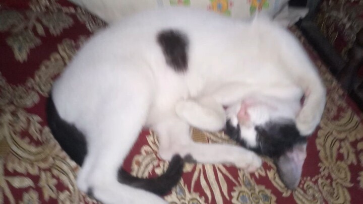 cute cat 😺