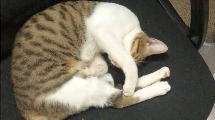 ตอนกลางวันไม่มีหนูให้ตี เซ็งนิดหน่อย...