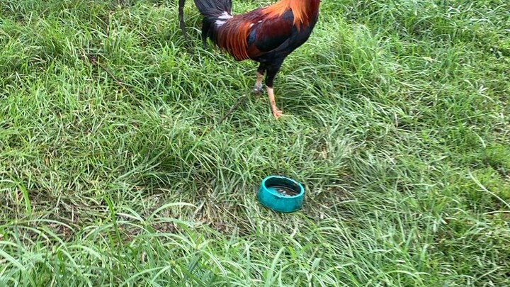 Farm visit 1