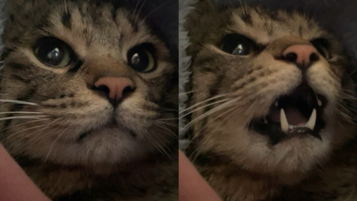 When you’ve got a chatty little cat at home, who can translate what it’s saying?