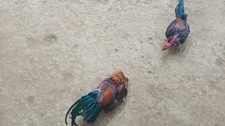 cobra lng malakas🐓