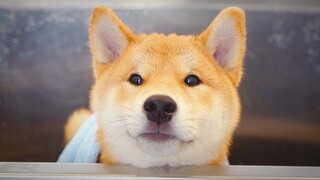 Anjing Shiba Inu kecil mandi untuk pertama kalinya—sangat patuh sampai-sampai terlihat seperti anjin