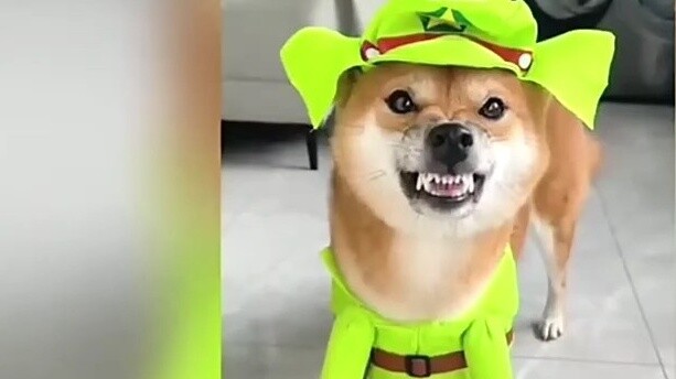 The Japanese are angry! The Shiba Inu "Baga Dog" has become popular overseas, triggering a hot revie