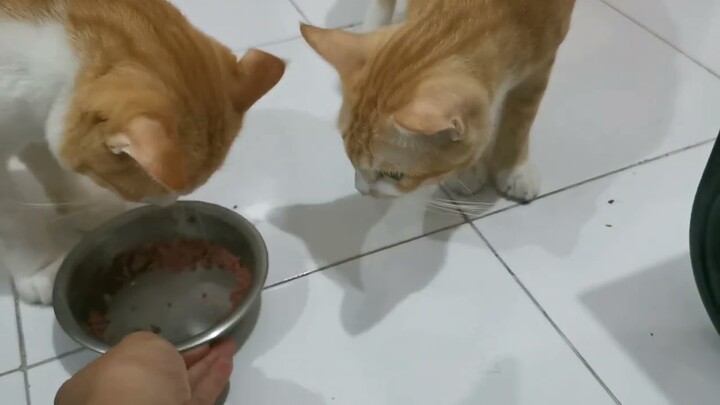 Kucing Rebutan Makan - Lucu Banget