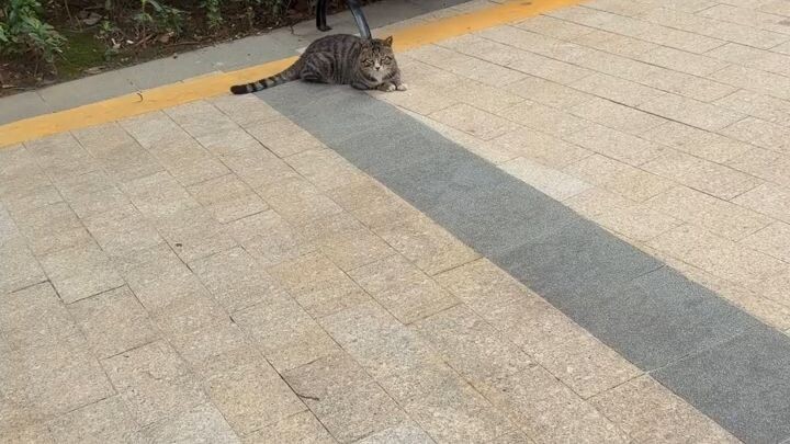 #bilibili #cutcat
