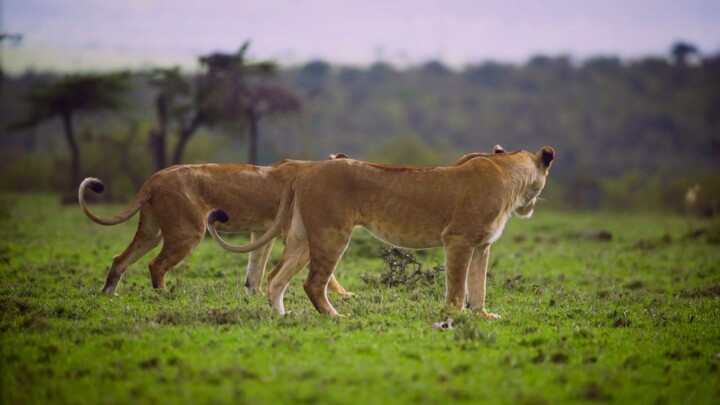 leones